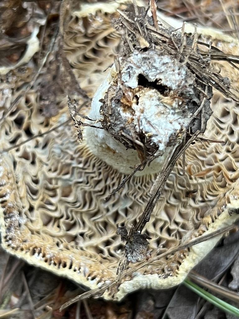 Milkcaps, Brittlegills and Allies