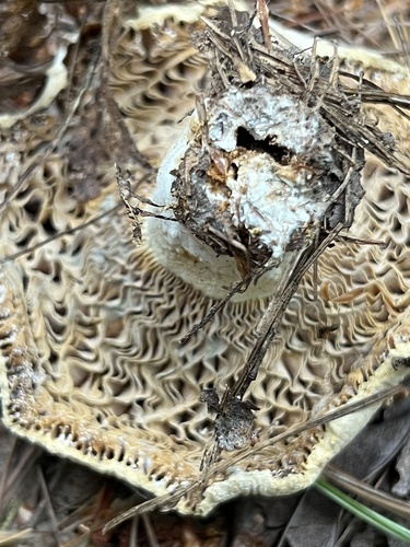 Milkcaps, Brittlegills and Allies