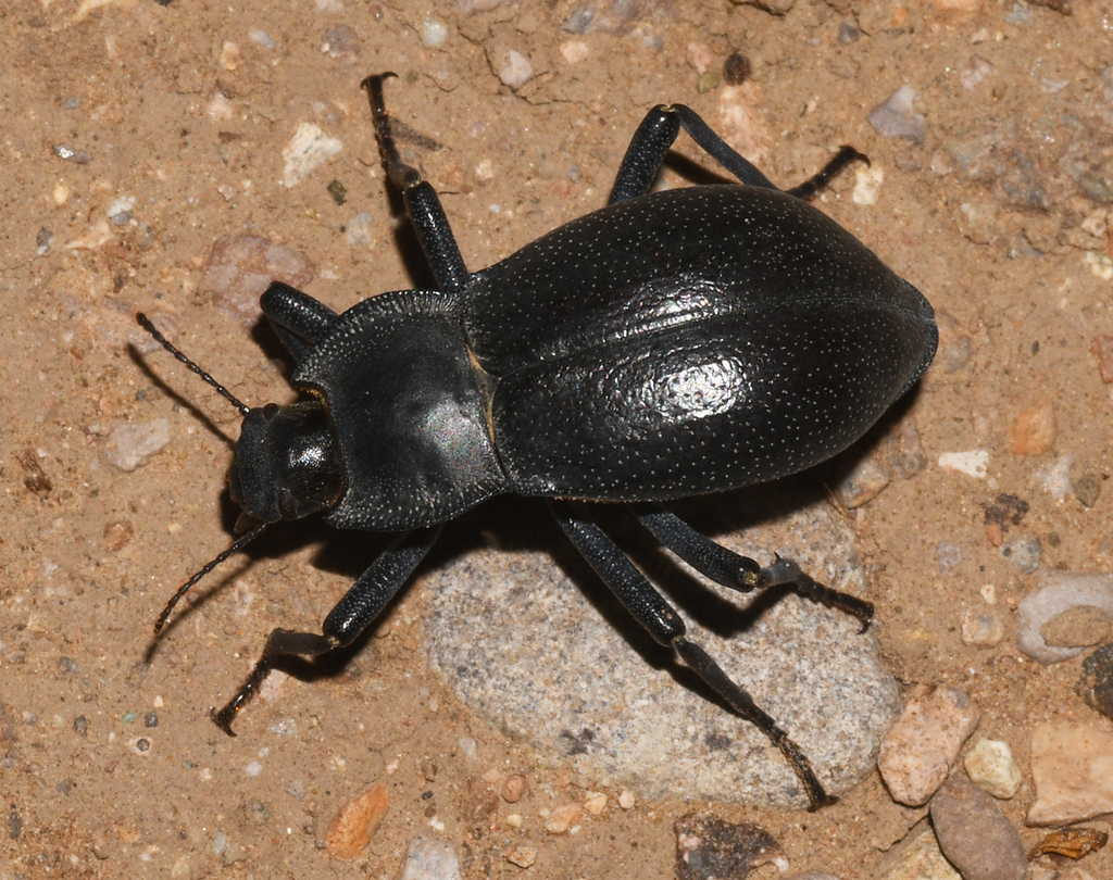 Megasida