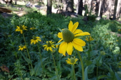 Rudbeckia californica