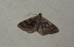 Xanthorhoe quadrifasiata