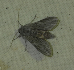 Cucullia lactucae