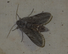Cucullia lactucae
