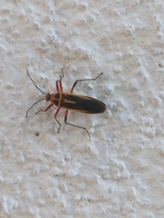 Stenomacra marginella