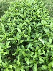 Persicaria tinctoria