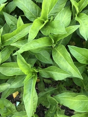 Persicaria tinctoria