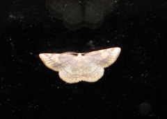 Stegania trimaculata