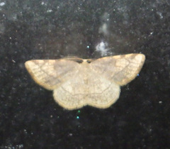 Stegania trimaculata