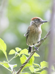 Sakesphorus canadensis
