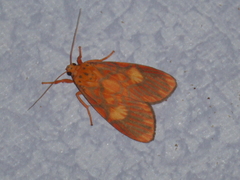 Ammatho roseororatus