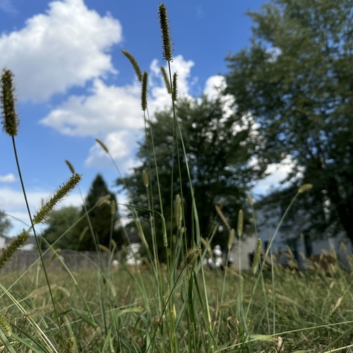 Yellow foxtail (Setaria pumila)