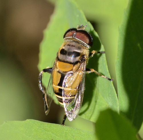 Hover fly
