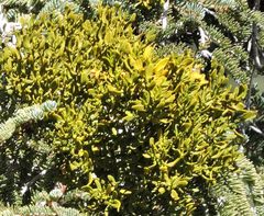 Phoradendron bolleanum