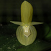 Pleurothallis cardiothallis - Photo (c) Kevin W. Holcomb, some rights reserved (CC BY-NC), uploaded by Kevin W. Holcomb