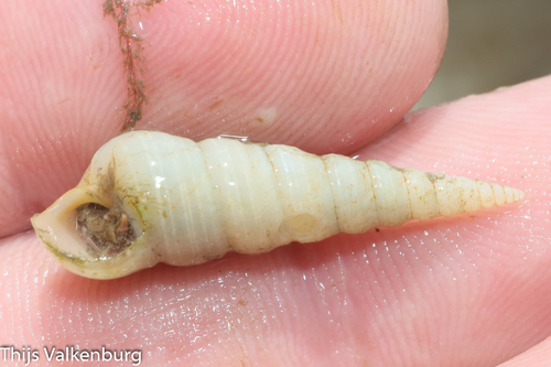 Mesalia mesal