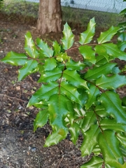 Berberis aquifolium