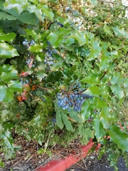 Berberis aquifolium