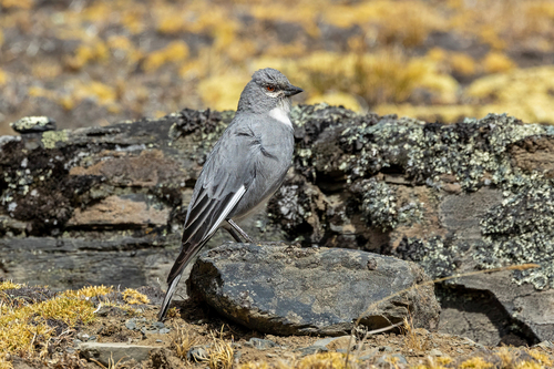 Glacier Finch