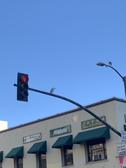 Nycticorax nycticorax