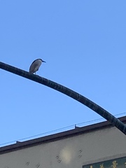 Nycticorax nycticorax