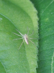 Oxyopes