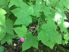 Rubus odoratus