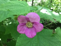 Rubus odoratus