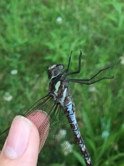 Aeshna canadensis