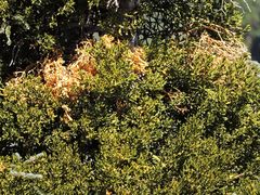 Phoradendron bolleanum