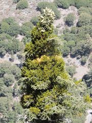 Phoradendron bolleanum