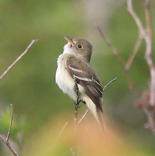 Alder Flycatcher