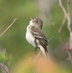 Alder Flycatcher photo 4