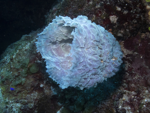 Photo of Azure vase sponge (Callyspongia plicifera)