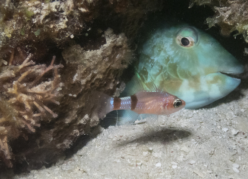 Mimic cardinalfish (Apogon phenax) — Apogonidae