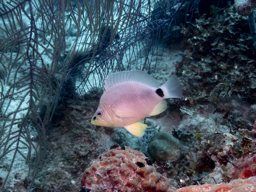 Bad lucks (Hypoplectrus unicolor) — Serranidae — 4