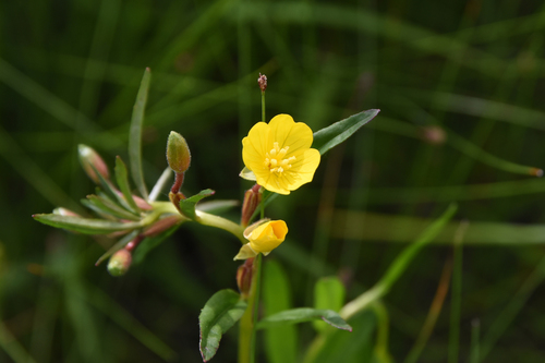 Oenothera perennis L.