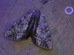 Catocala insolabilis