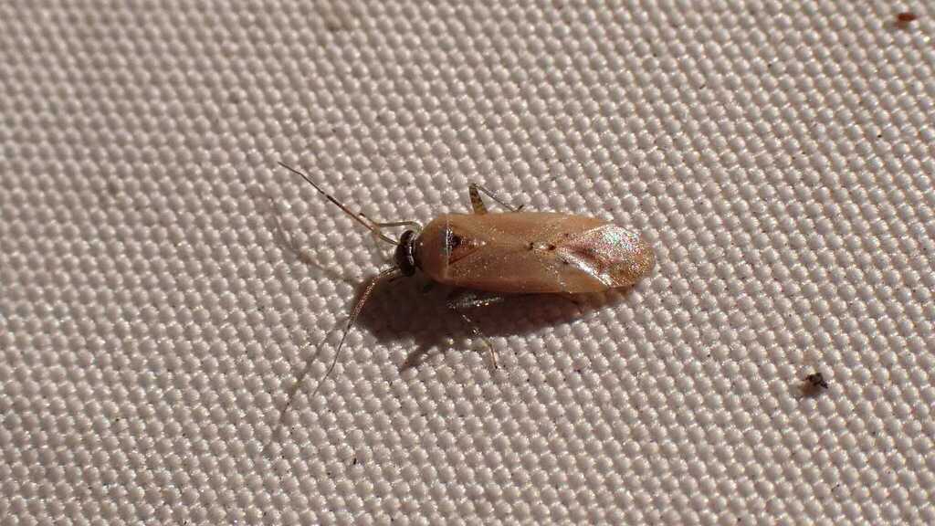 Pinalitus atomarius