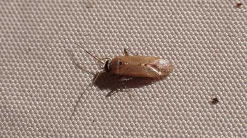 Pinalitus atomarius