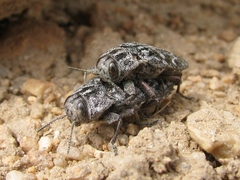 Chrysobothris