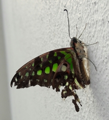 Graphium agamemnon