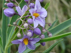 Solanum glaucophyllum