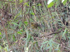 Atlapetes citrinellus