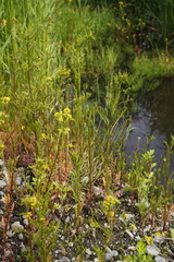 Rorippa barbareifolia