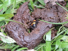 Nicrophorus scrutator