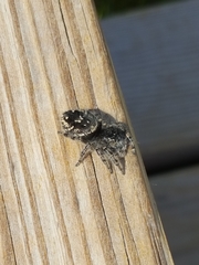 Phidippus purpuratus