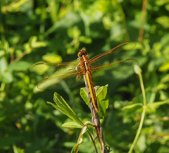 Libellula needhami