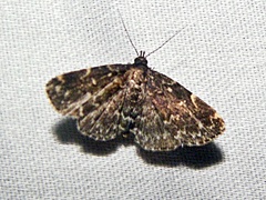 Idia scobialis