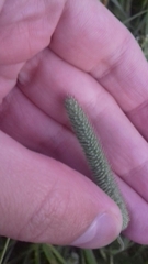 Phleum pratense