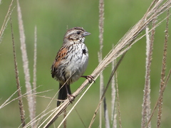 Xenospiza baileyi